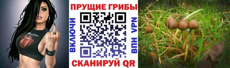наркошоп  Межгорье  Псилоцибиновые грибы мухоморы 